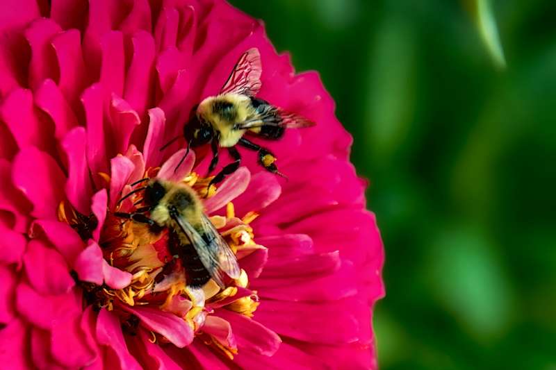 Bees - Teamwork- 00